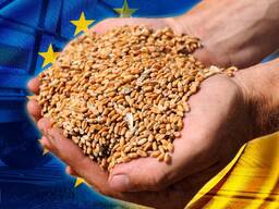 Feed Wheat Ukraine Origin