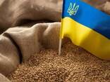 Feed Wheat Ukraine Origin - фото 3
