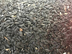 Семена подсолнуха