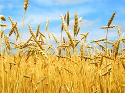 Ukrainian grain broker services