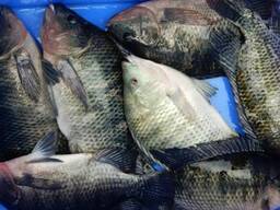 Tilapia