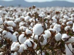 棉德林特纱线 Ulyuk