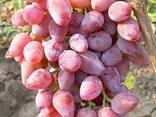 Виноград сорта тоифи из Узбекистана