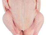 Cheap Price Wholesale Halal Frozen Whole Chicken in Stock Fast - фото 3