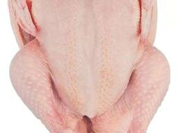 European Supplier Whole Frozen Whole Chicken and Wings for Sale