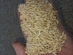 Ячмень Пивоваренный 大麦酿造