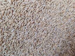 Ячмень Продовольственный 2-ого класса 大麦